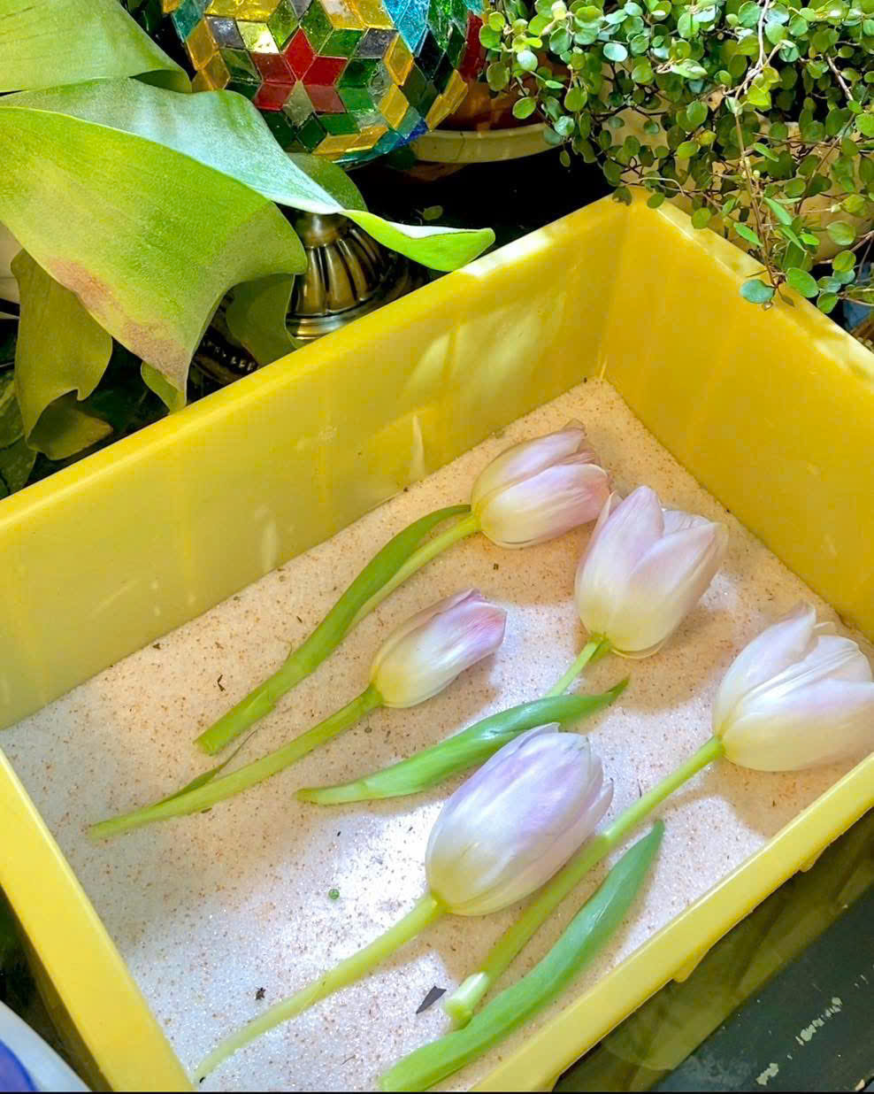 Các cách lưu giữ hoa Tulip 🌷🌷